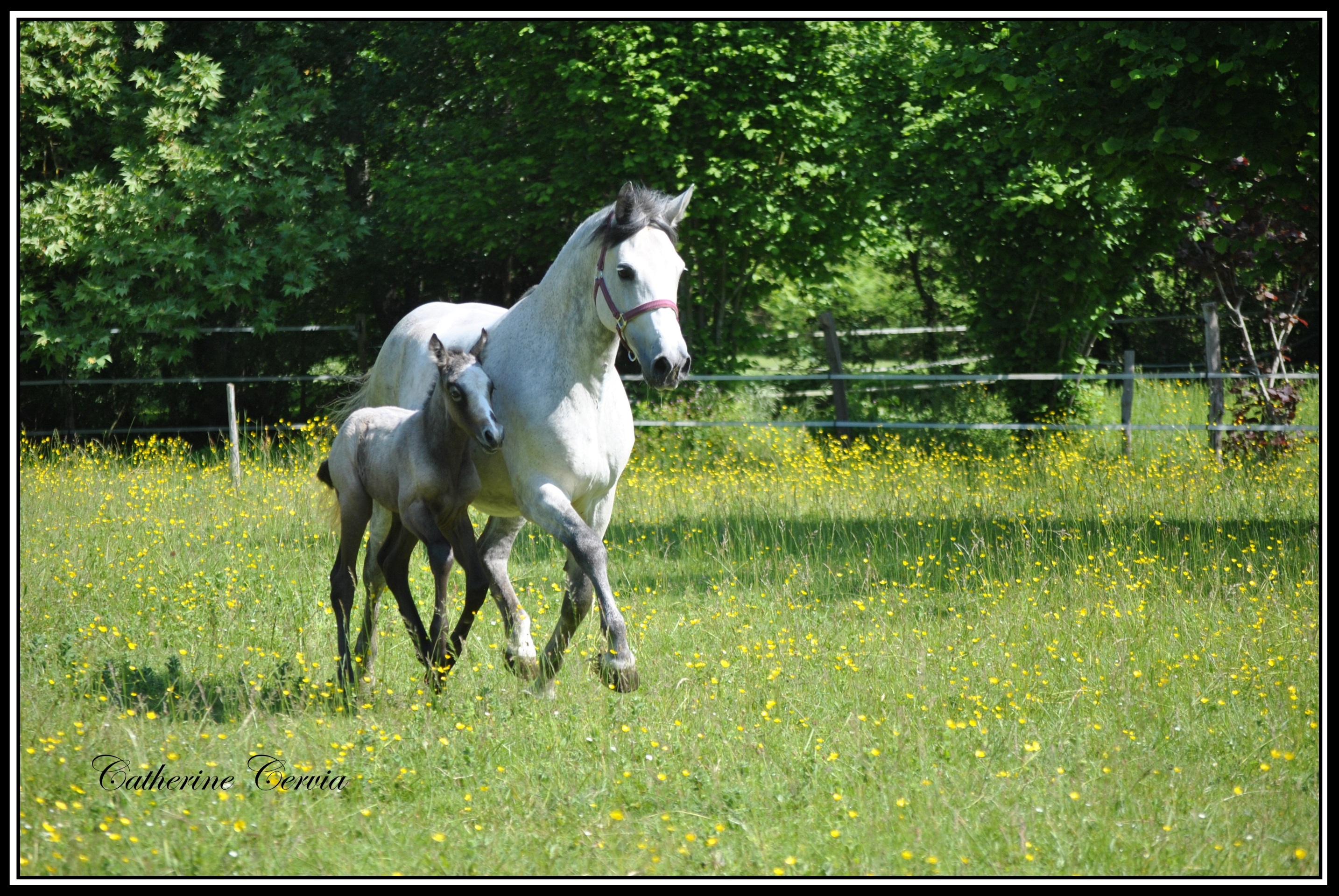 Image de l'annonce Pension pour chevaux et poneys proche Saumur (49)