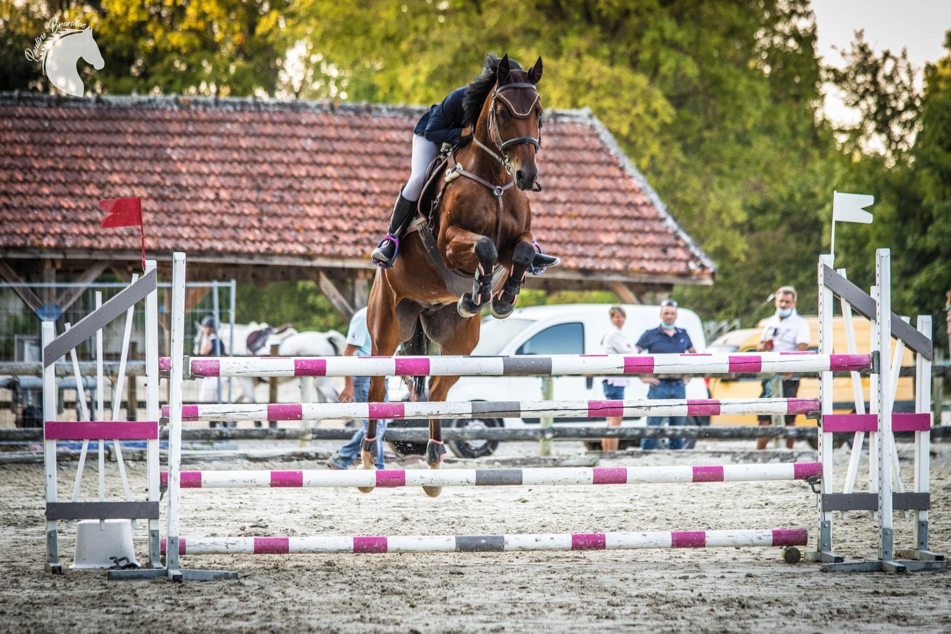 Image de l'annonce Hongre 12 ans cso amateur