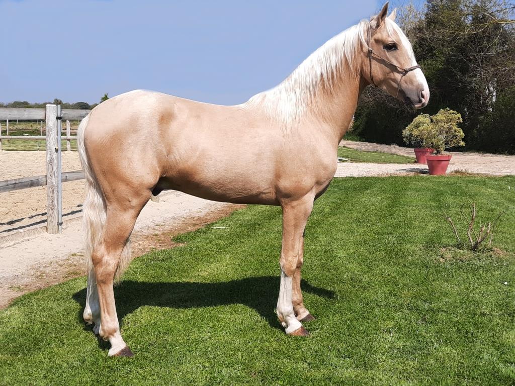 Cheval Cruzado palomino COVI