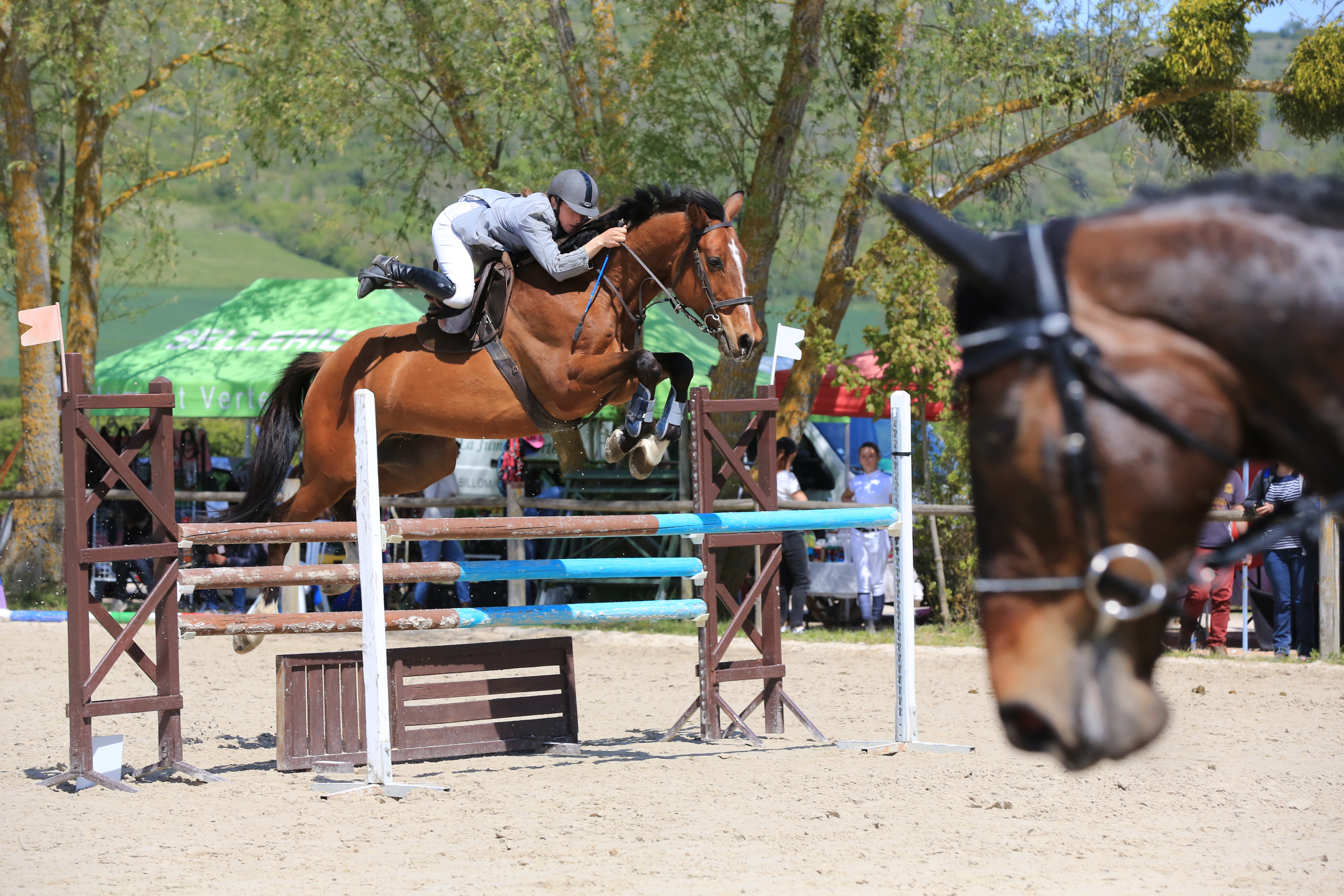 Image de l'annonce Hongre 12 ans gagnant en CSO