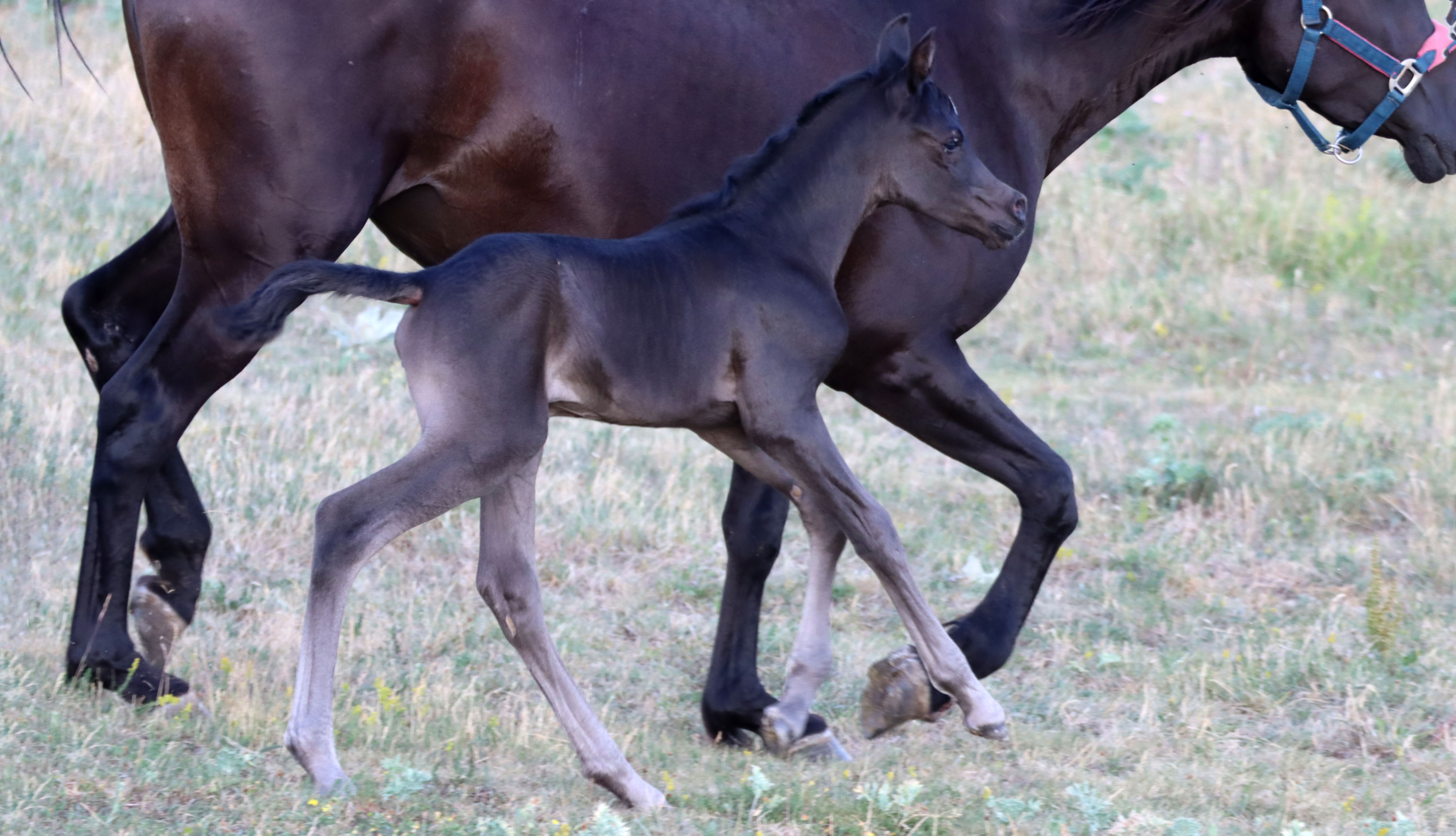 Image de l'annonce Pouliche pur sang arabe noir, haute qualité