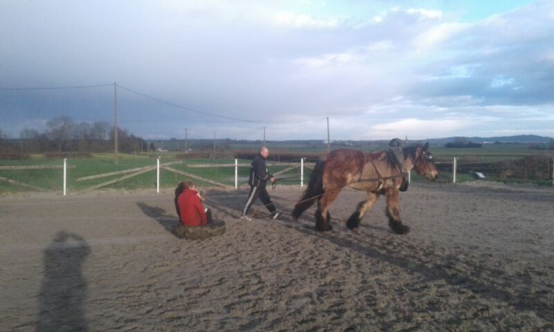 Image de l'annonce Cheval de trait 3 ans