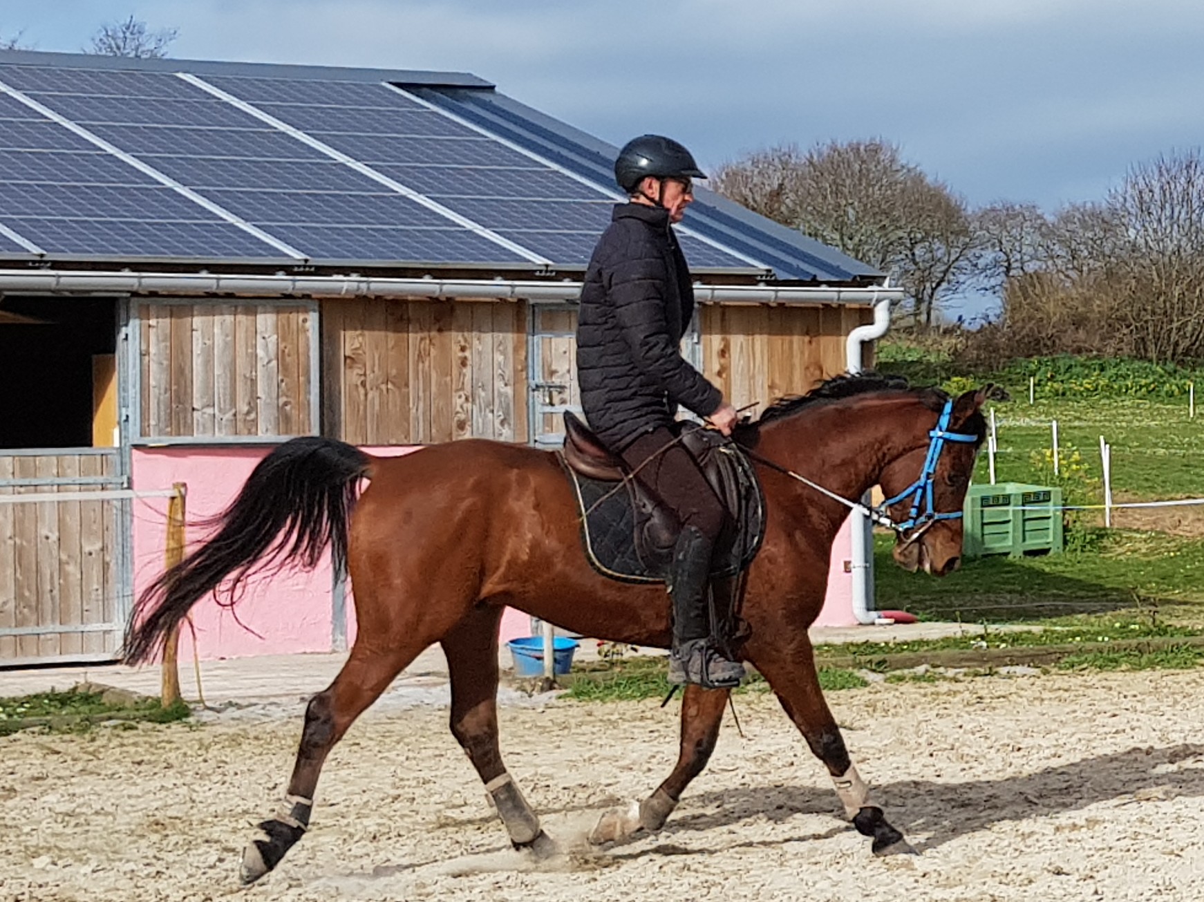 Image de l'annonce Cheval de loisir