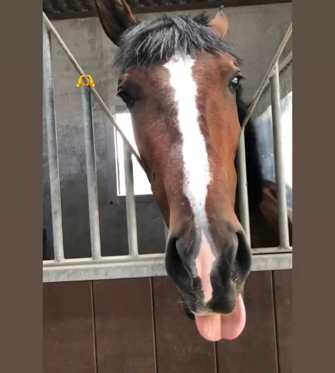 Image de l'annonce Poney D