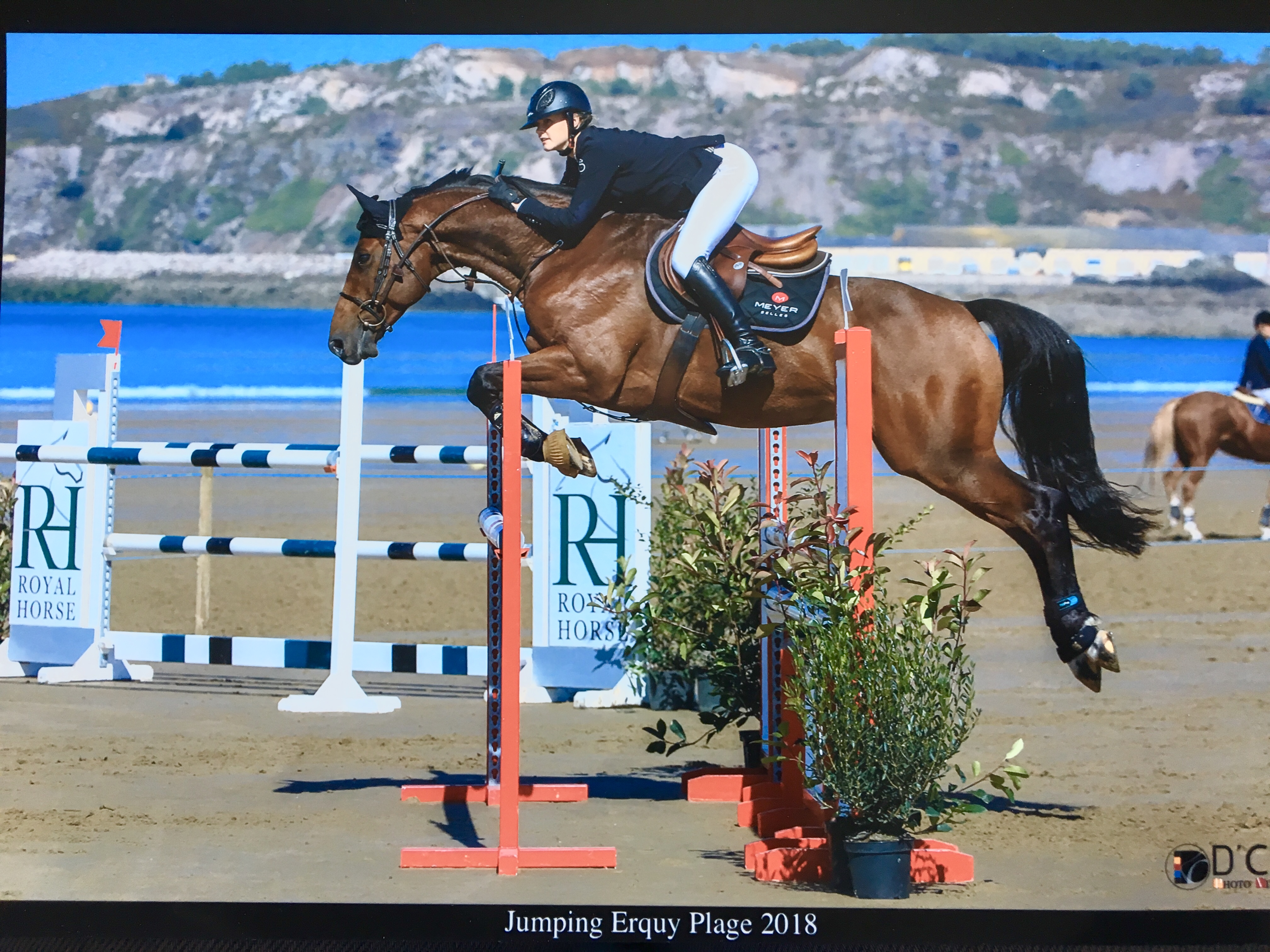 Image de l'annonce cheval cso