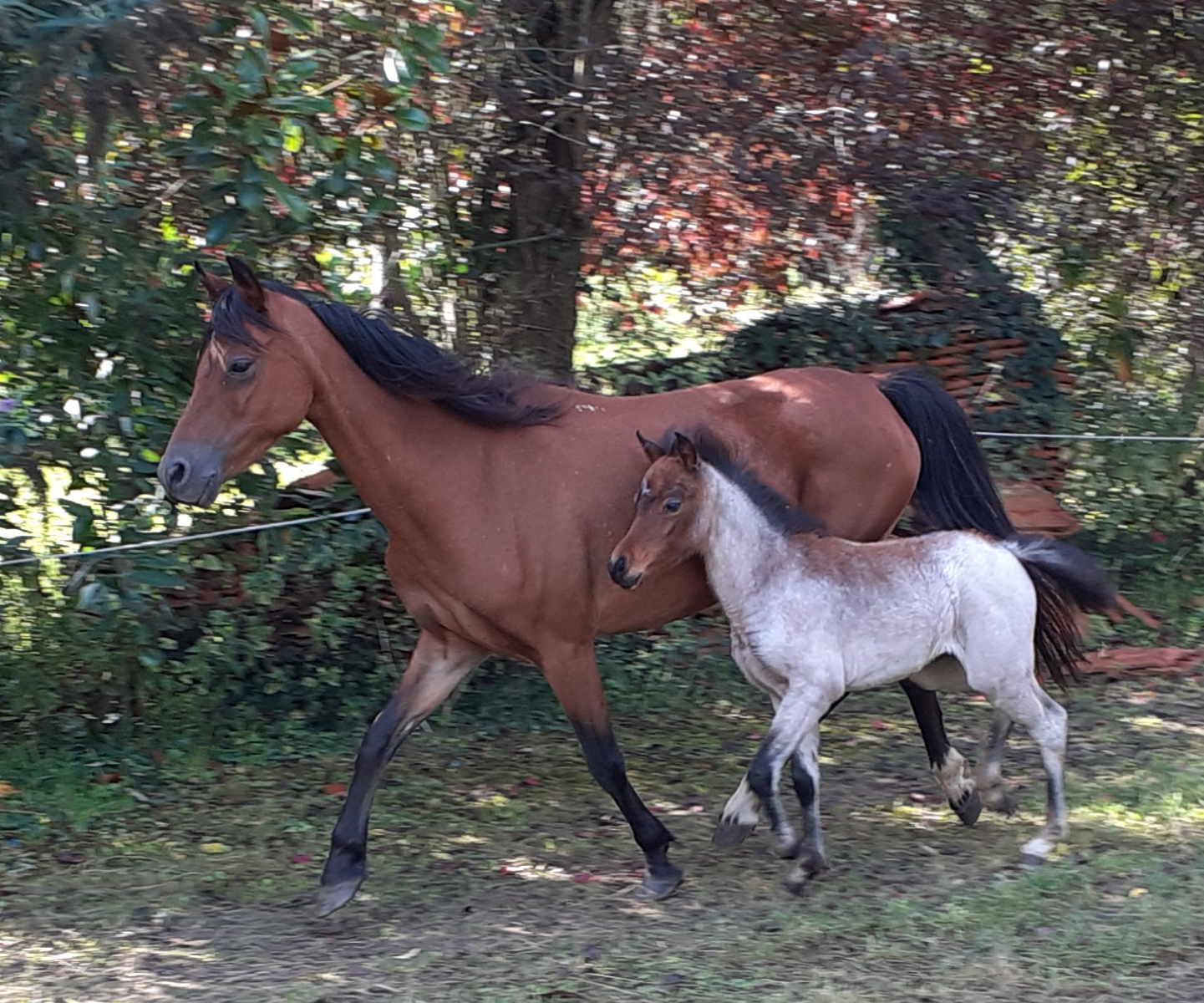 Cheval rouan hotsell a vendre