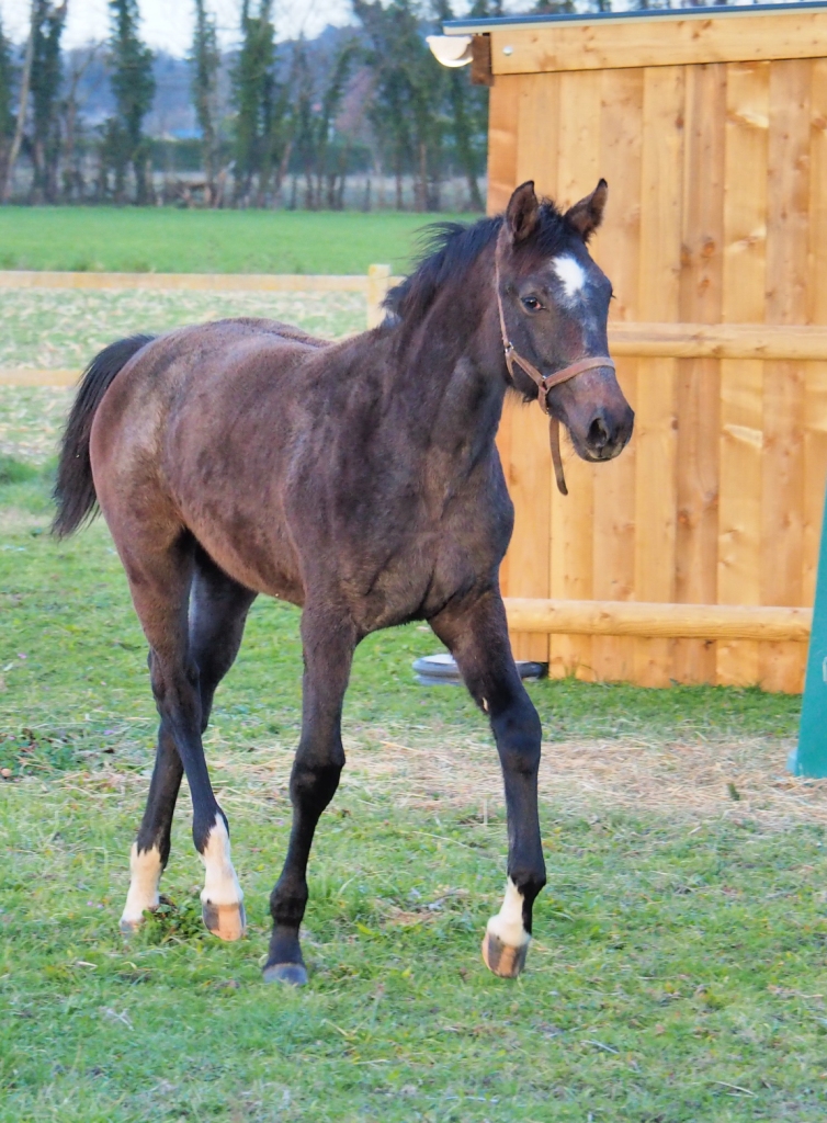 Image de l'annonce POULICHE SF 1 AN