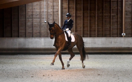 Image de l'annonce cheval de dressage prêt Amateur 1