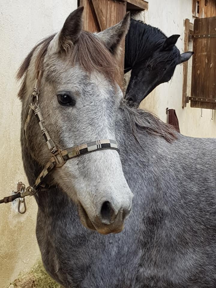 Image de l'annonce Gentil cheval pour loisirs et/ou compétitions