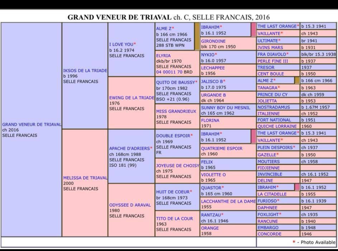 Image de l'annonce ETALON SELLE FRANCAIS ORIGINEL 3 ans
