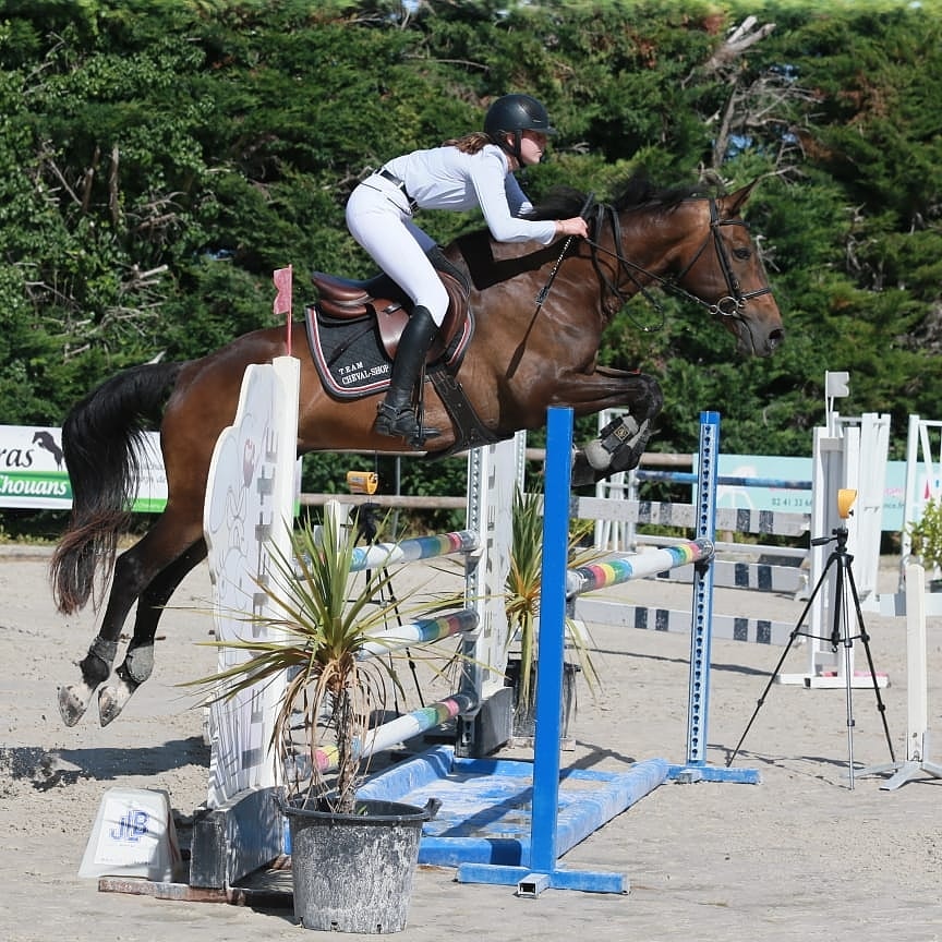 Image de l'annonce Hongre de 11 ans