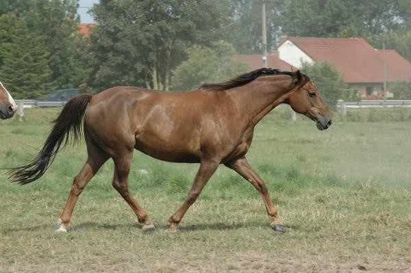 Image de l'annonce Poulinière souche quidam de revel, pleine de Cornet