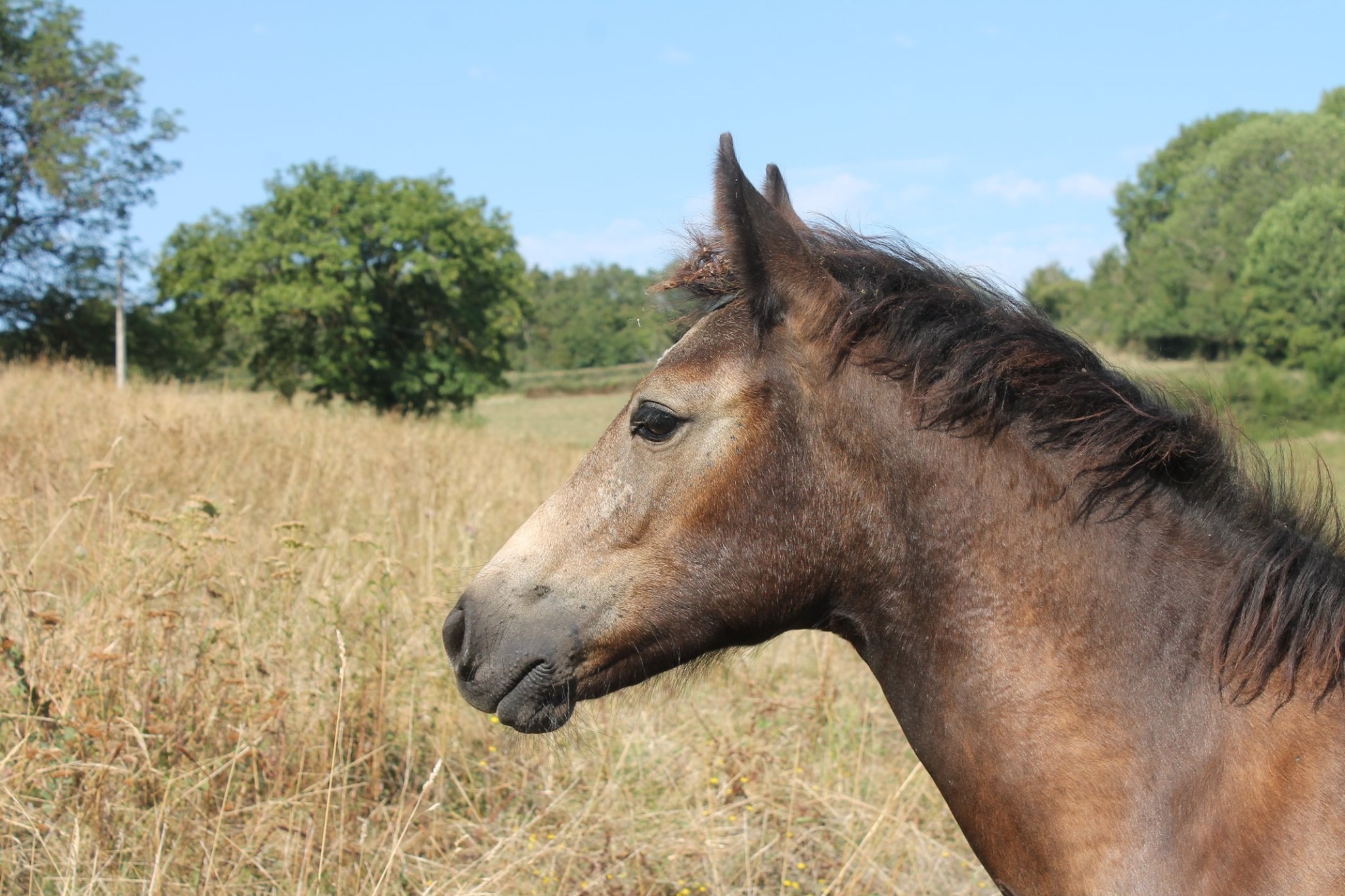 Image de l'annonce Pouliche Foal Connemara