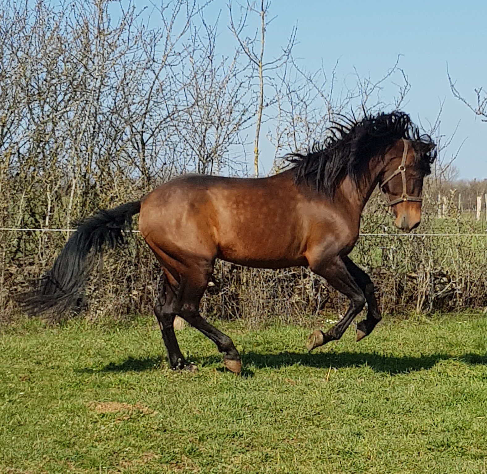 Image de l'annonce Magnifique cheval Pure Race Espagnole