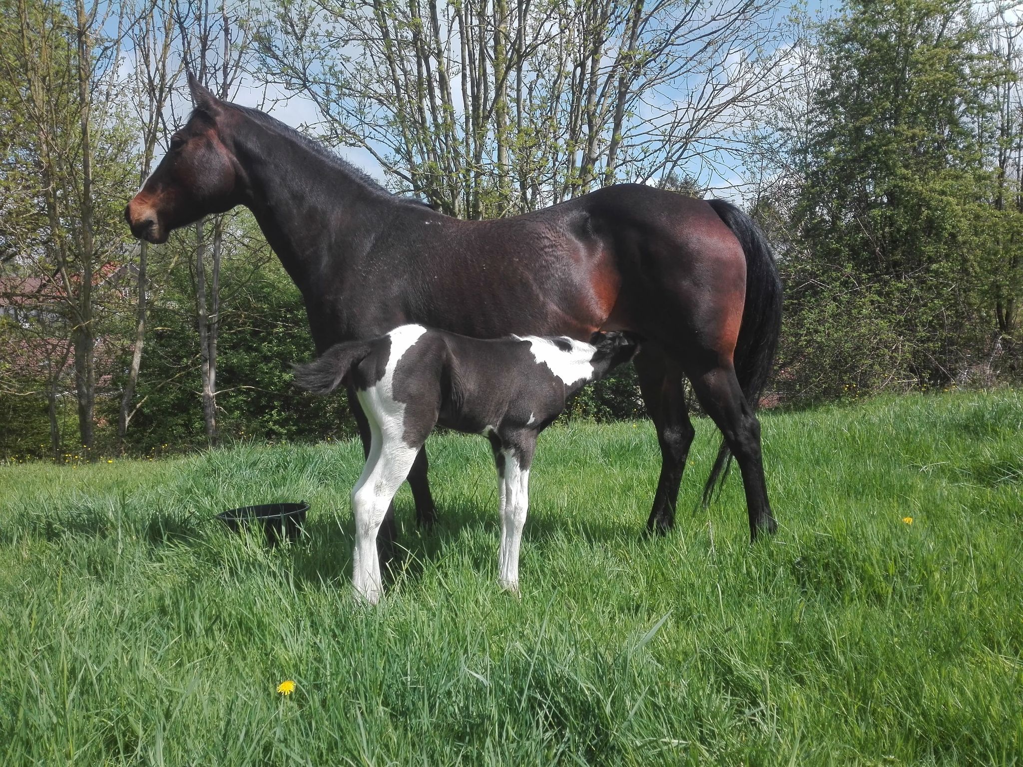 Image de l'annonce Poulain black tobiano paint horse