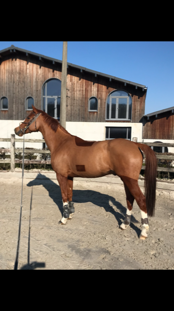 Image de l'annonce cheval CSO