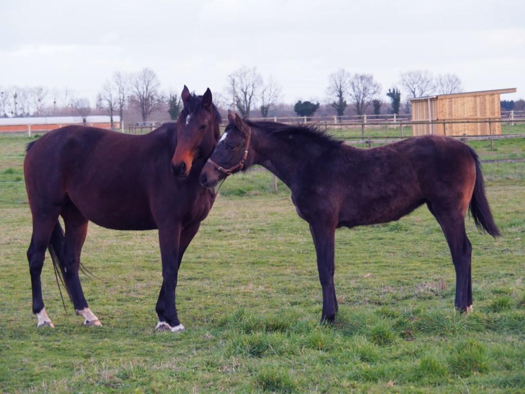 Image de l'annonce POULICHE SF 1 AN