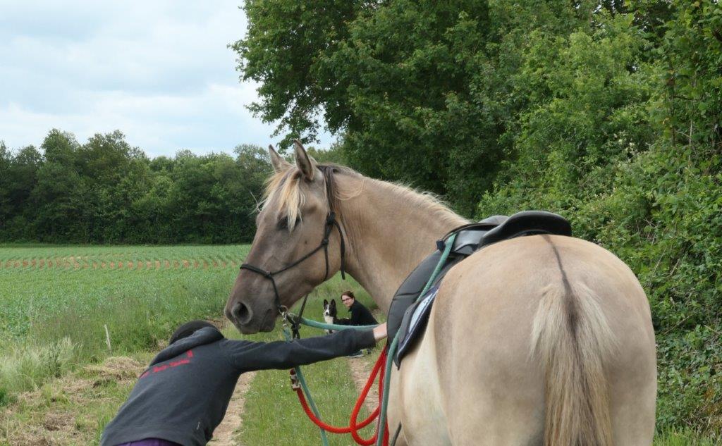Image de l'annonce Rocky Mountain Horse