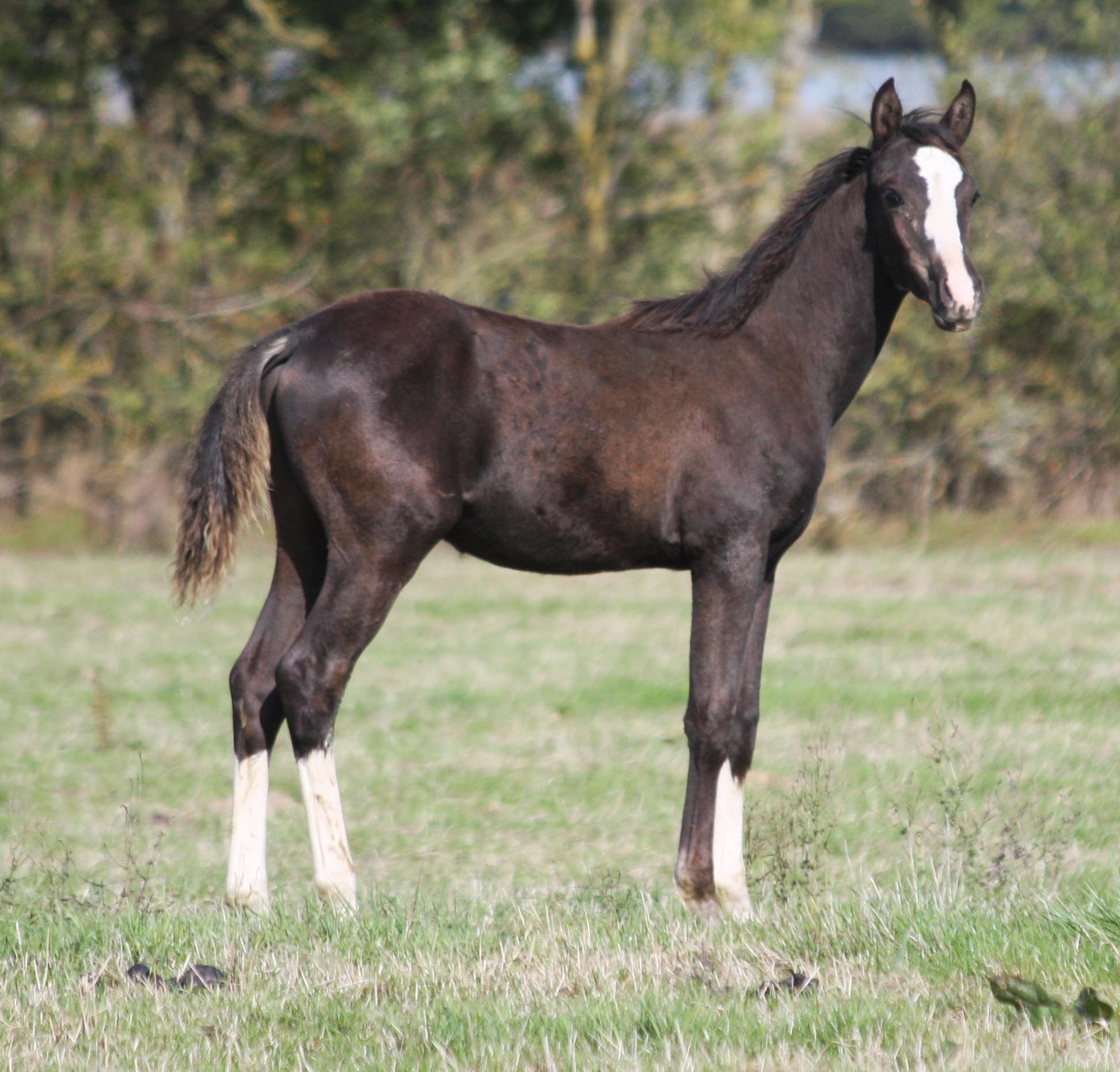 Image de l'annonce Rare splendide pour PS Arabe noir DW 19