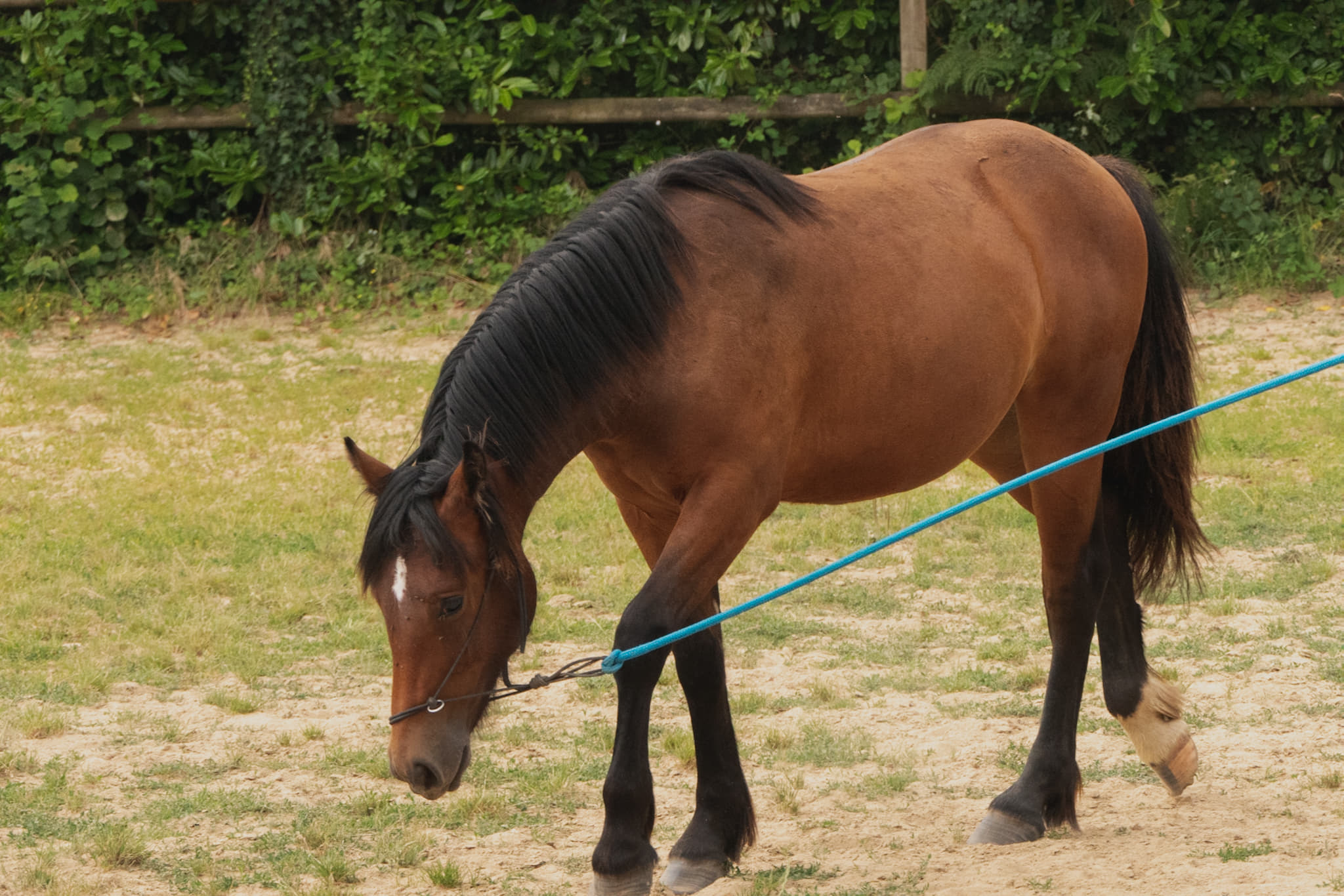 Image de l'annonce Jolie pouliche Irish Cob part breed à vendre