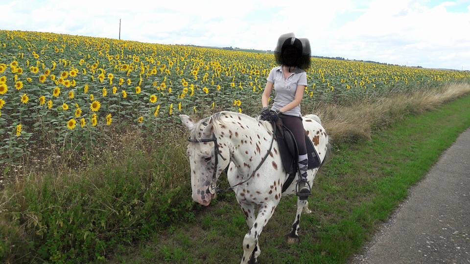 Image de l'annonce Donne appaloosa