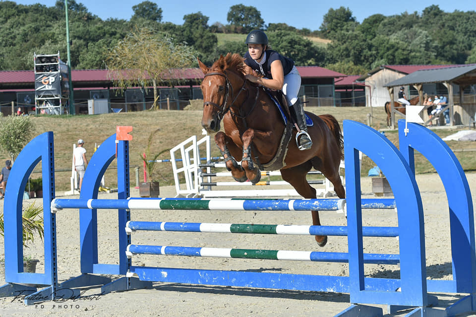 Image de l'annonce Jument 7 ans SF Cicero Z x Rosire