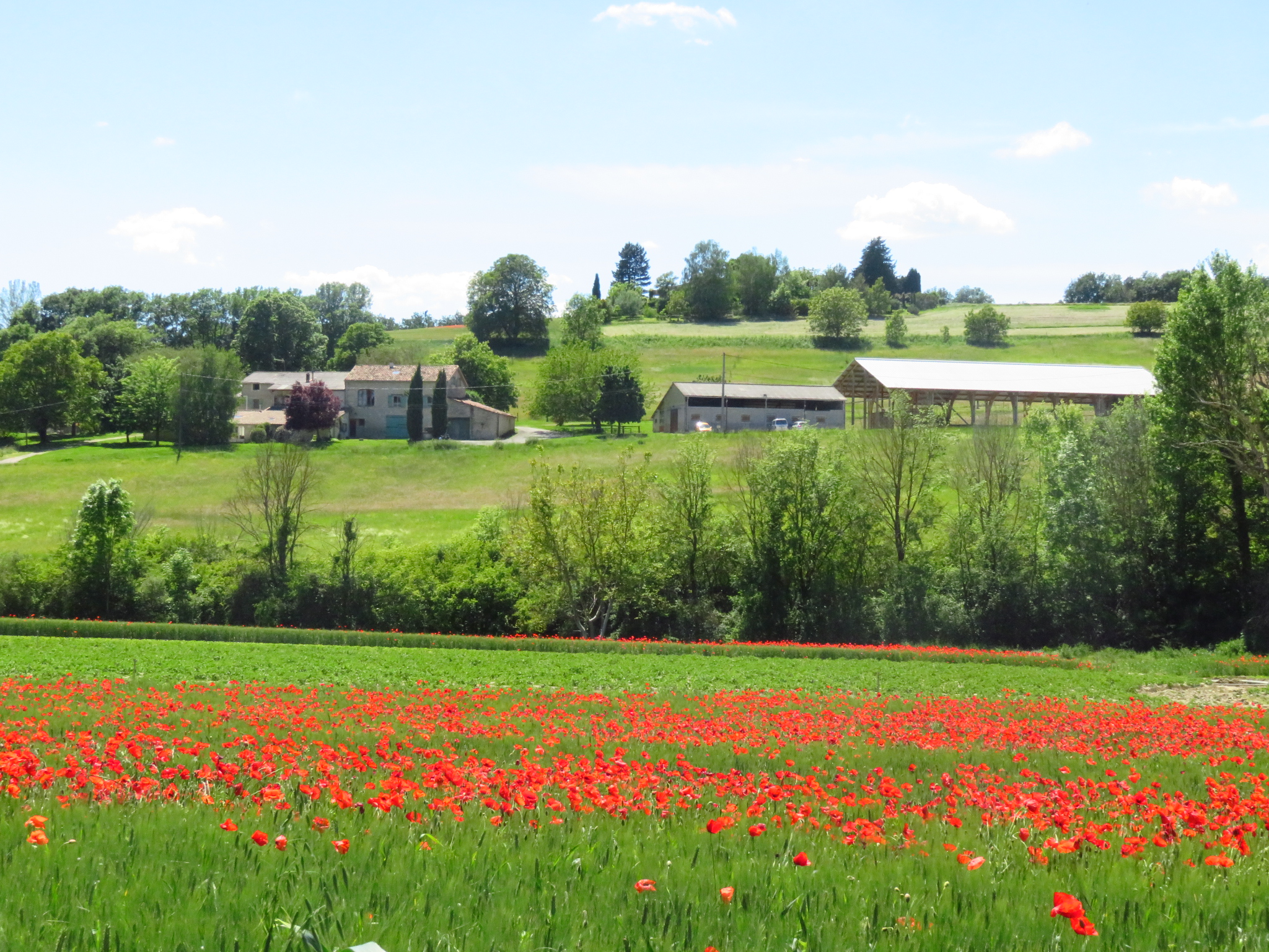 Image de l'annonce Location nue deux grands paddocks avec abris , carrière et manège.