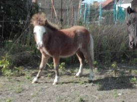 Image de l'annonce A vendre un poulain, un étalon, une jument AMHA