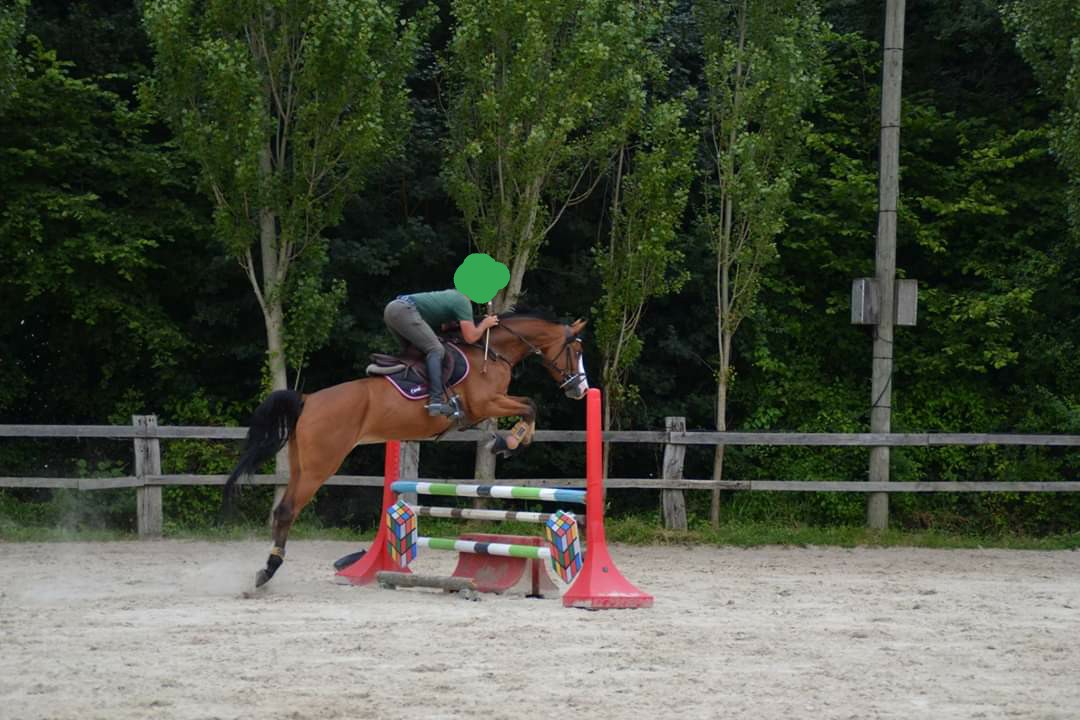 Image de l'annonce A VENDRE JUMENT OLDENBOURG