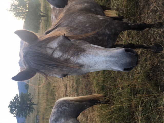 Image de l'annonce Hongre Haflinger/Pur sang arabe