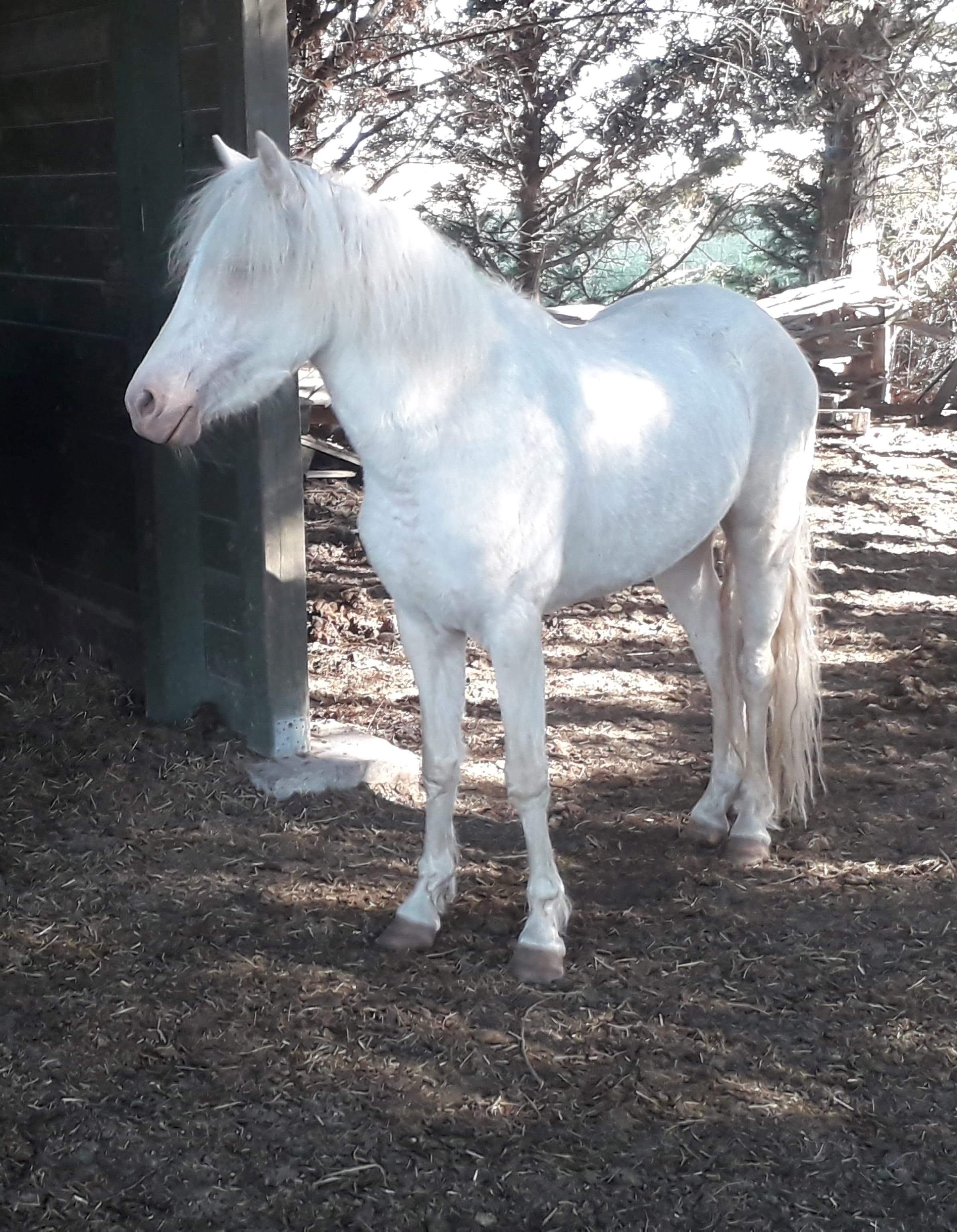 Image de l'annonce Belle ponette de sport de taille B avec papier origine Welsh Creme aux yeux bleu