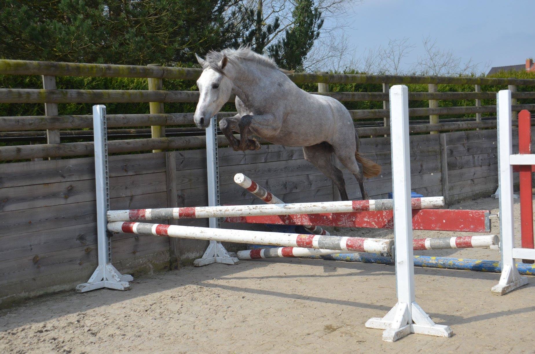 Image de l'annonce Ponette PFS prenant 4 ans
