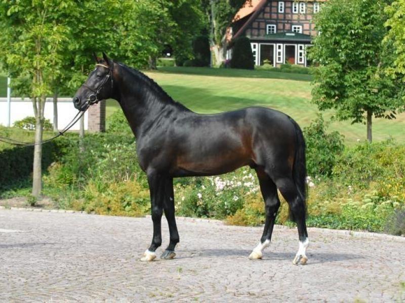 Image de l'annonce Exceptionnelle pouliche Contendro x Calvaro