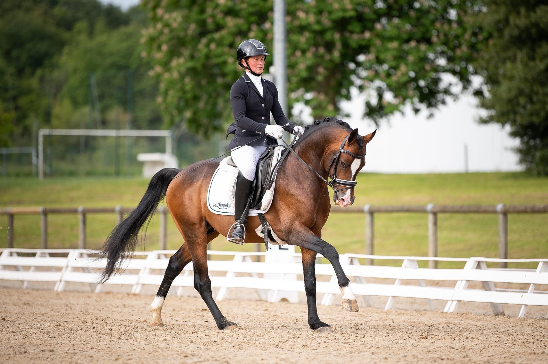 Image de l'annonce Poulain dressage a réserver in vitro