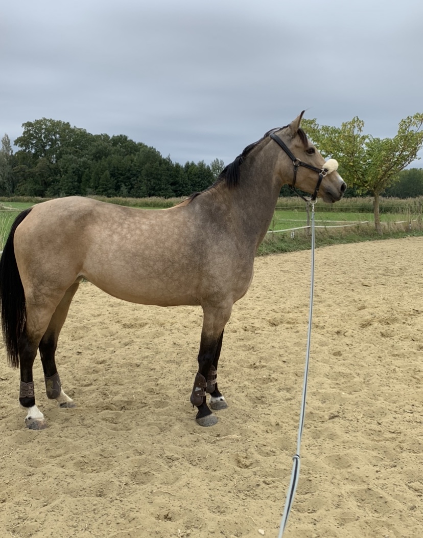 Image de l'annonce Ponette de sport CSO