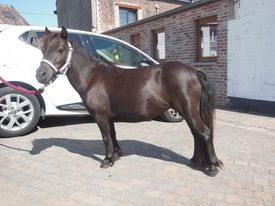 Image de l'annonce A vendre un poulain, un étalon, une jument AMHA