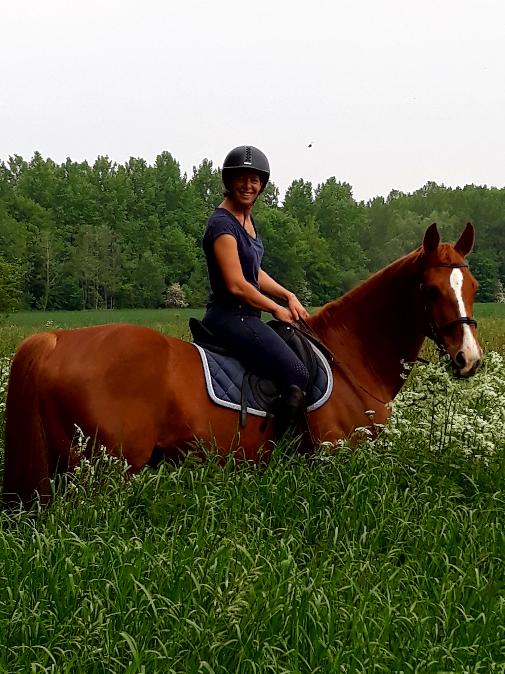 Image de l'annonce SF alezan 13 ans, 168 cm très bien éduqué