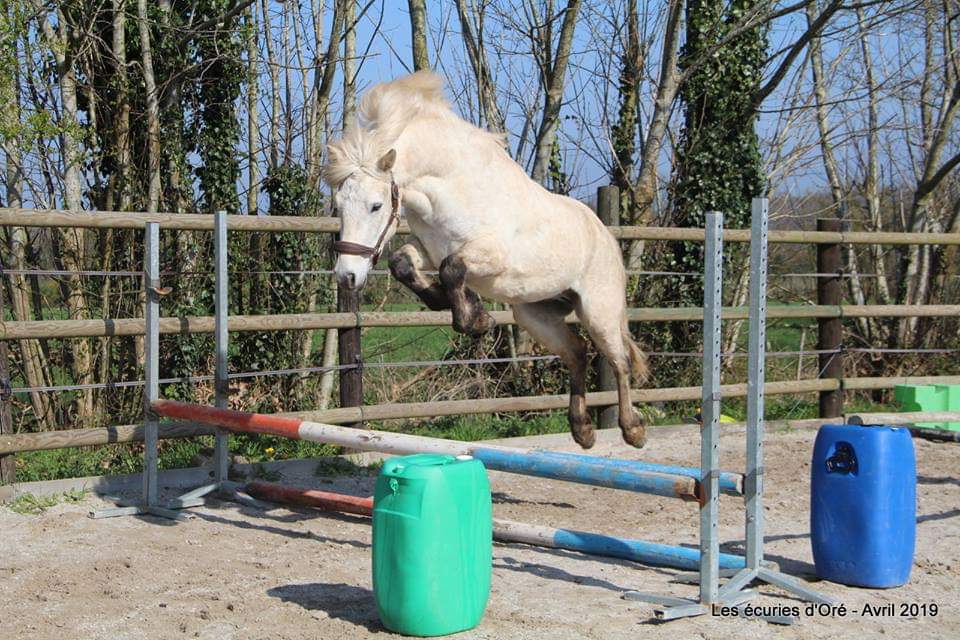 Image de l'annonce Poney connemara