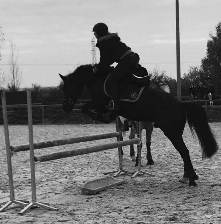 Image de l'annonce Welsh cob pleins papiers