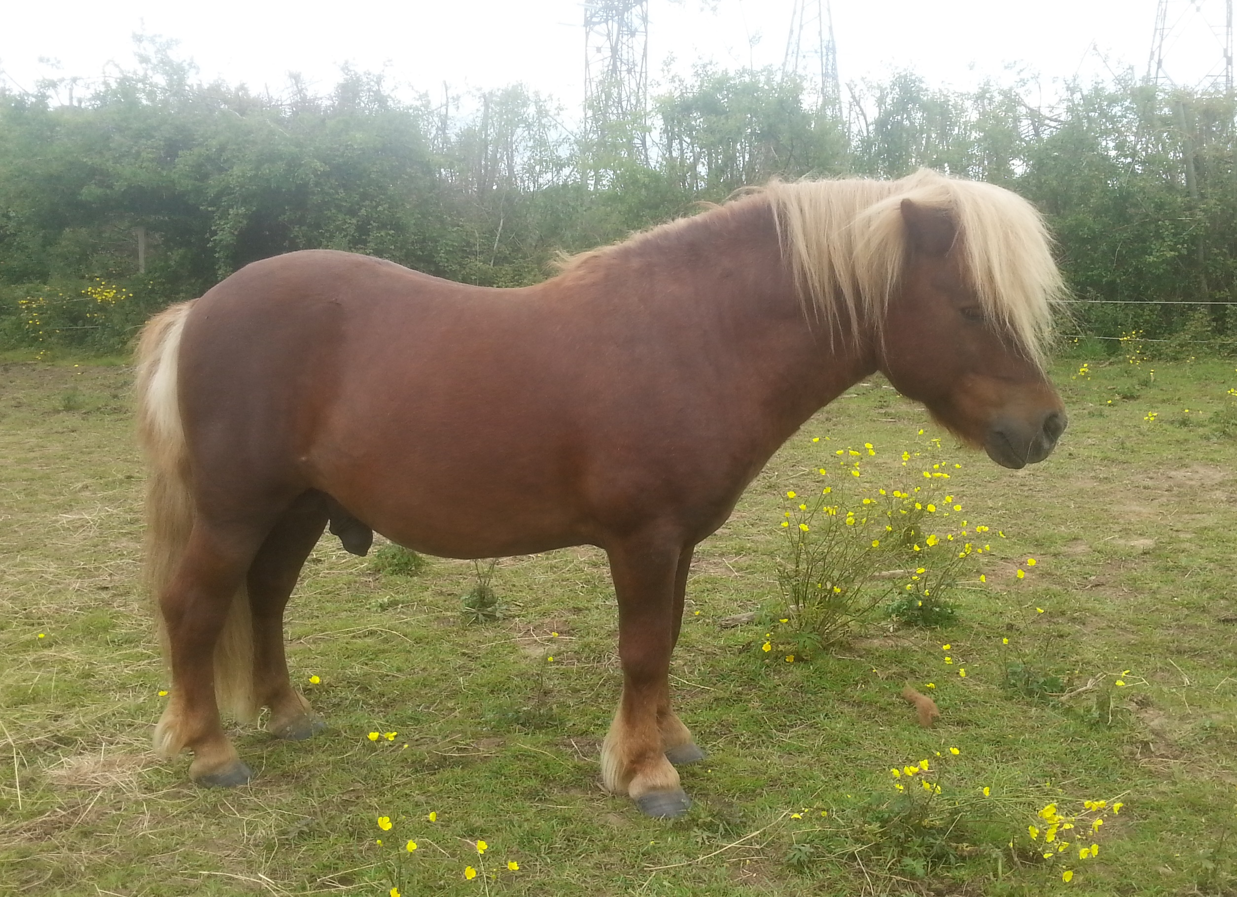 Image de l'annonce Shetland PP Entier