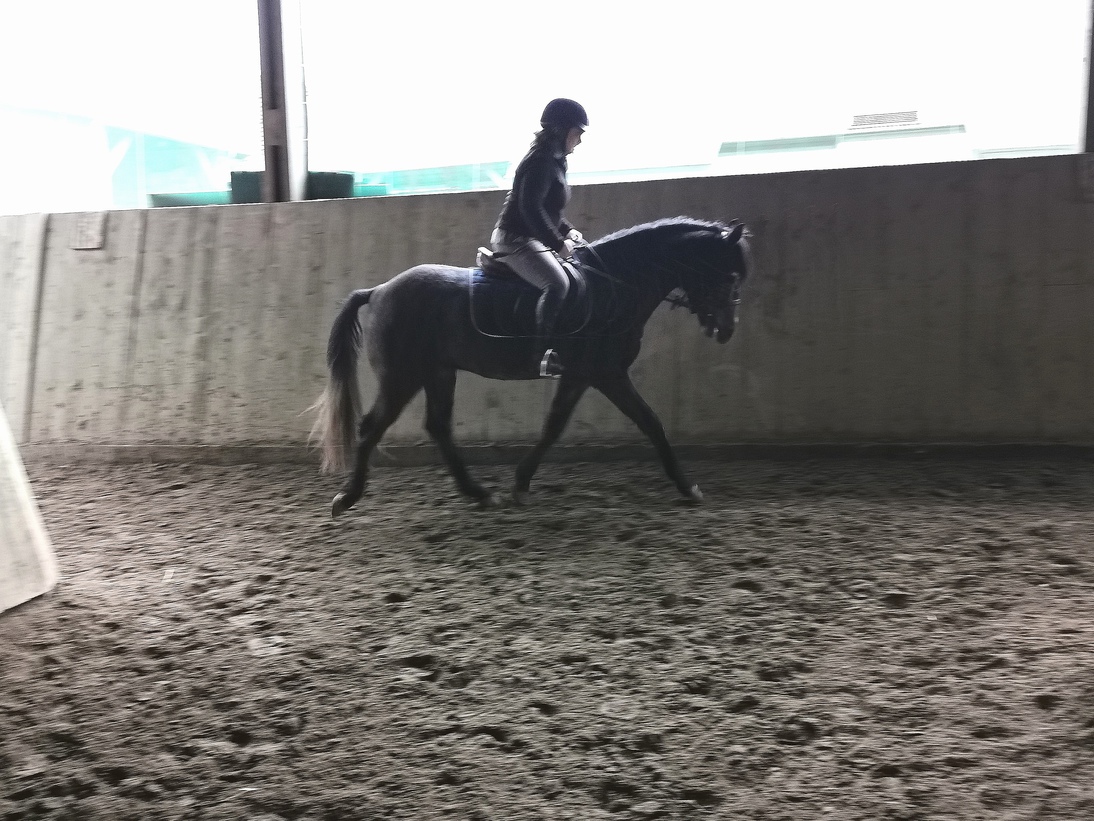 Image de l'annonce Gwaï des avoines poney français de selle