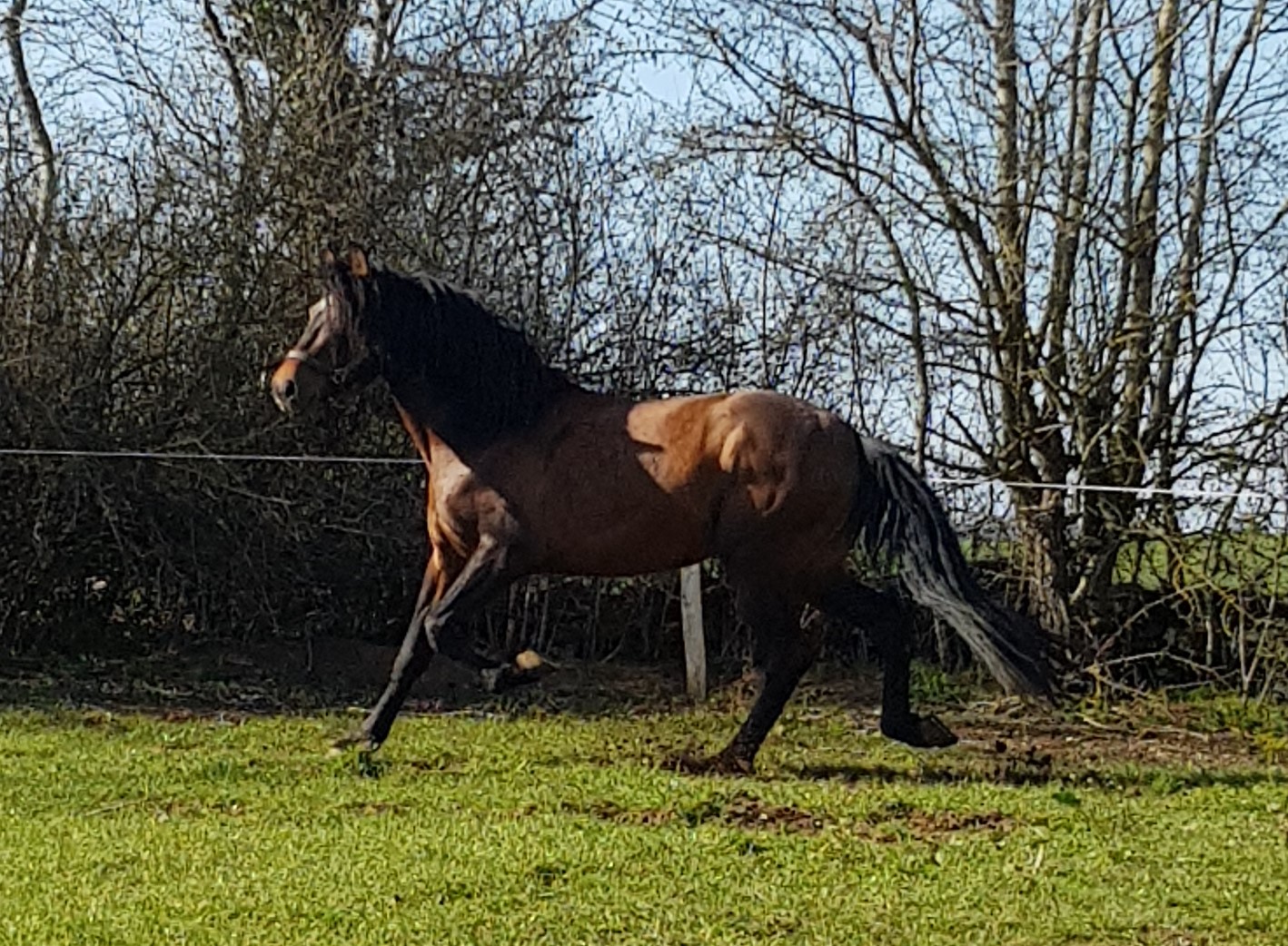 Image de l'annonce Magnifique cheval Pure Race Espagnole