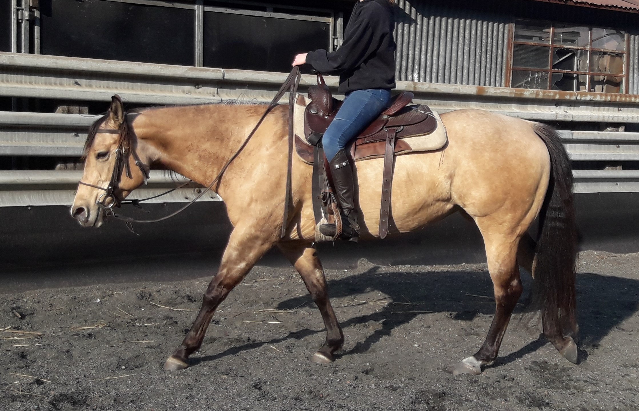Image de l'annonce Jument Quarter Horse
