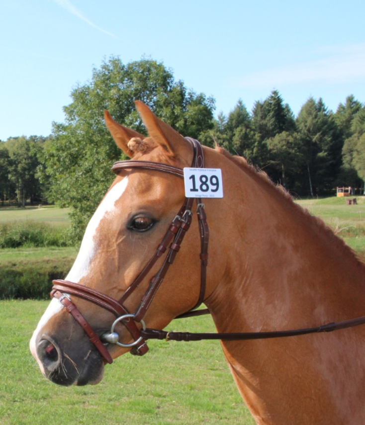 Image de l'annonce Ponette PFS par Aron N