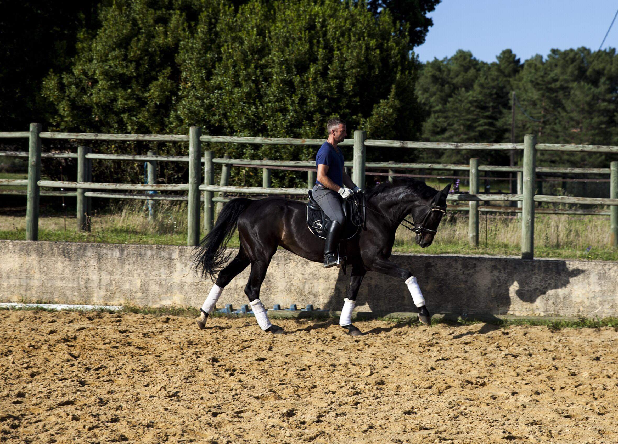 Image de l'annonce Jument de dressage