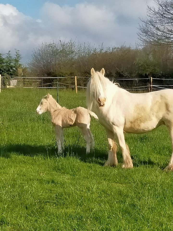 Image de l'annonce Poulain PP Irish Cob Palomino Sooty