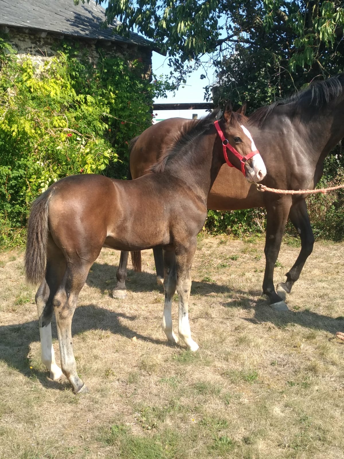 Image de l'annonce Vends poulain Foal de sport CANDY DE NANTUEL/TORNESH