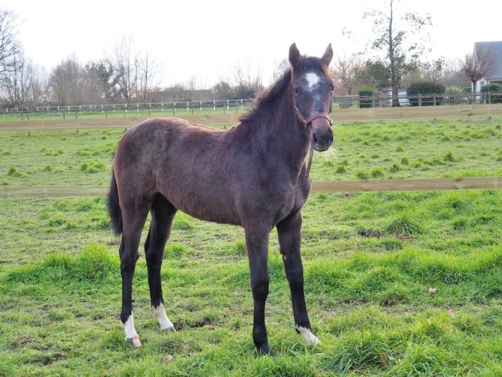 Image de l'annonce POULICHE SF 1 AN