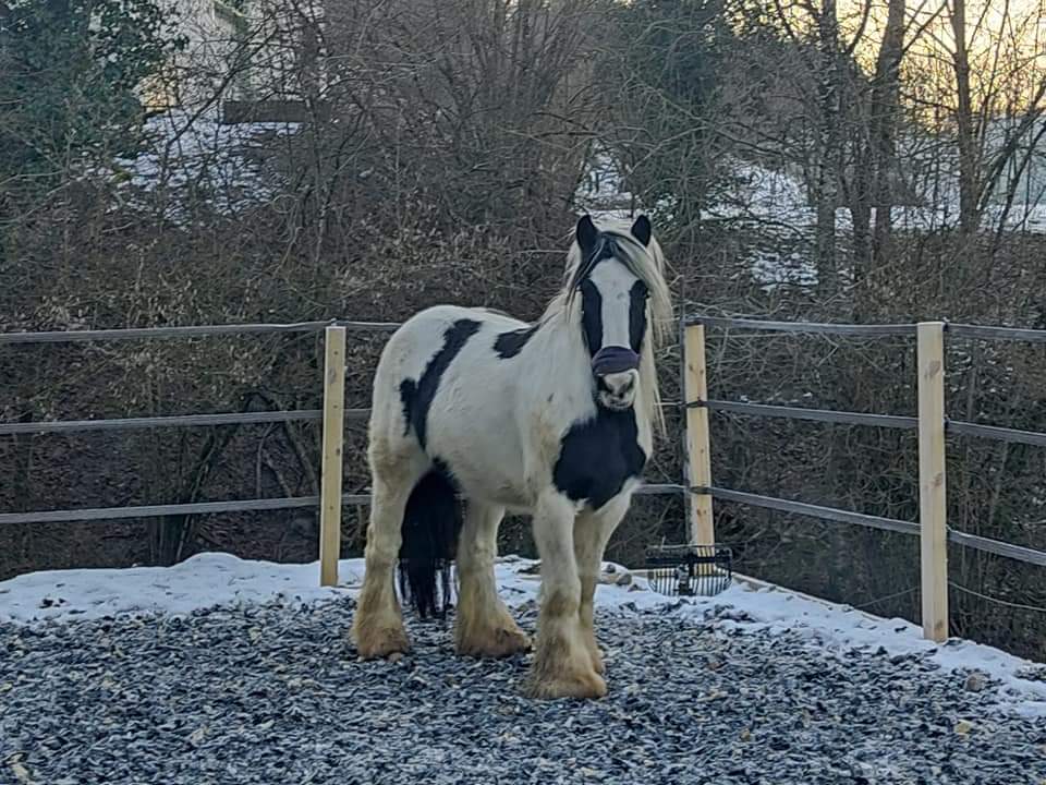 Image de l'annonce Cheval : Jument type Irish cob