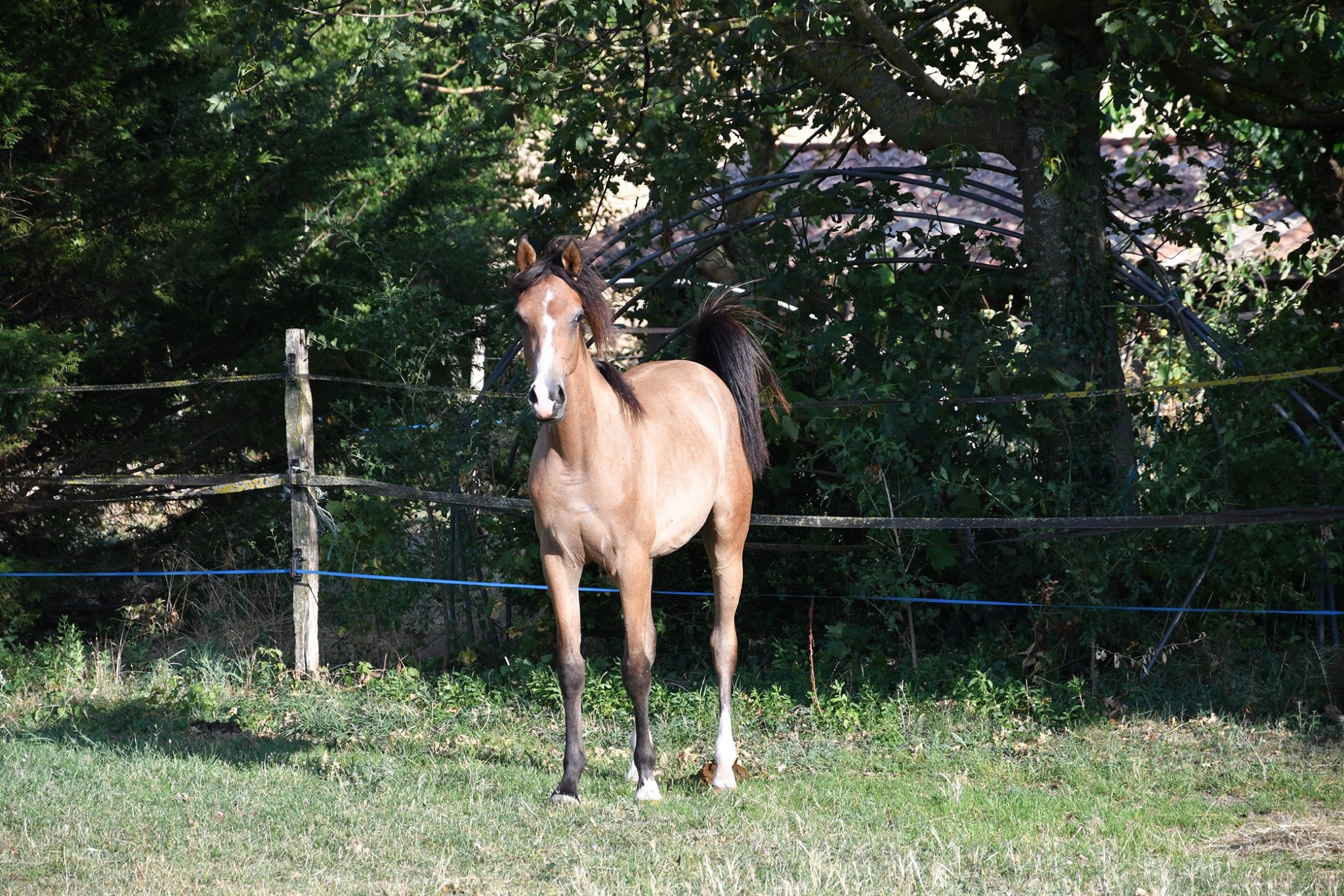 Image de l'annonce Joli mâle pur sang arabe de 2018
